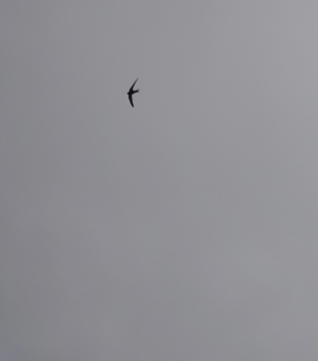 Common Swift - ML641916526