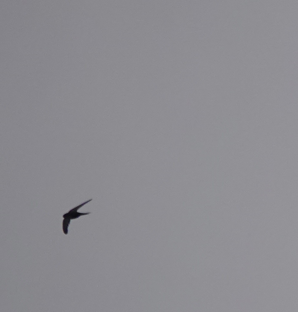 Common Swift - ML641916527