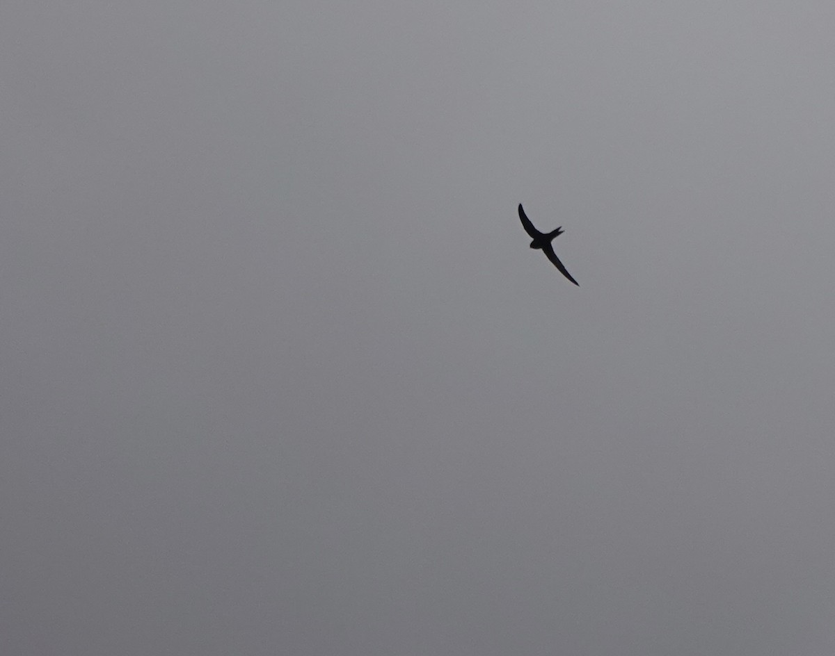 Common Swift - ML641916528