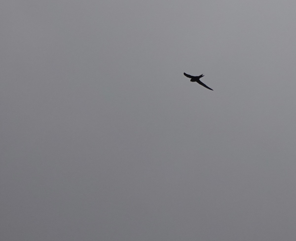 Common Swift - ML641916529