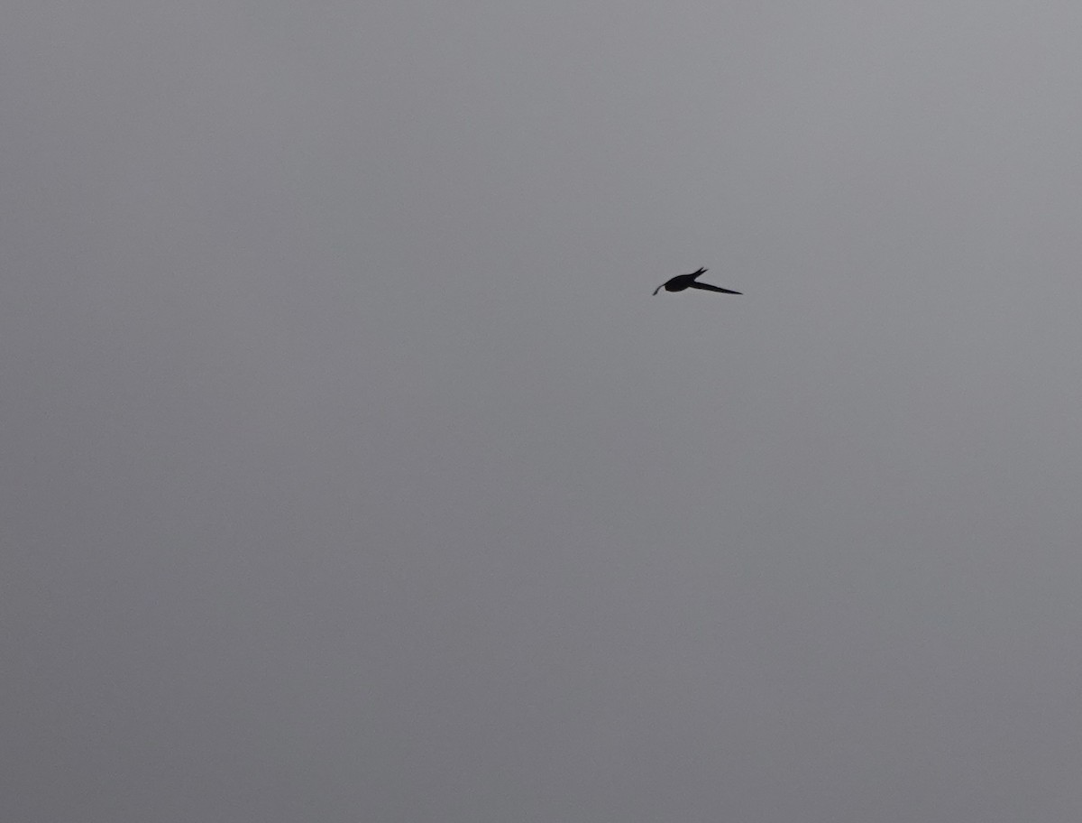 Common Swift - ML641916530