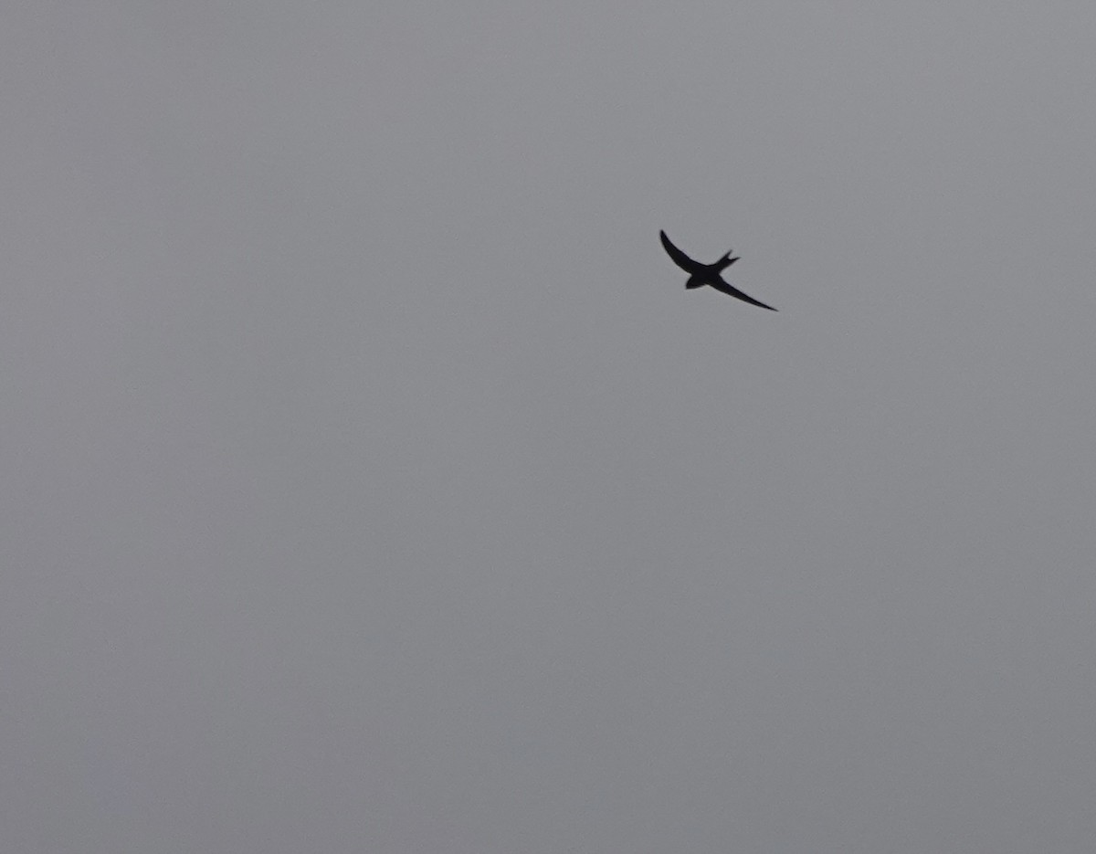 Common Swift - ML641916531