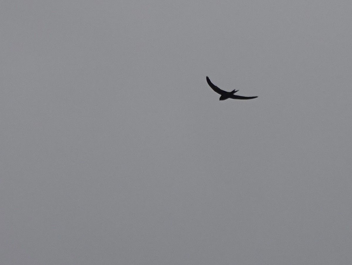 Common Swift - ML641916532