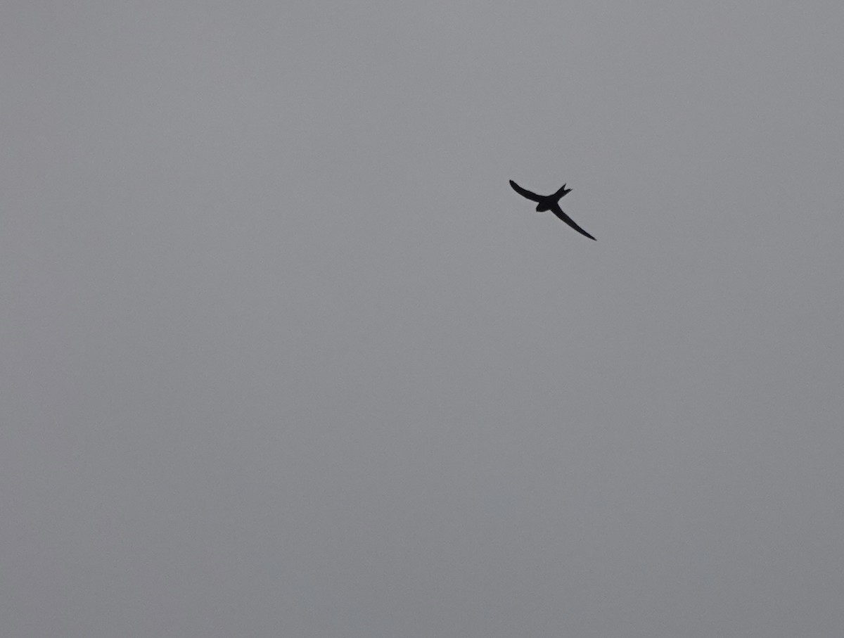Common Swift - ML641916533