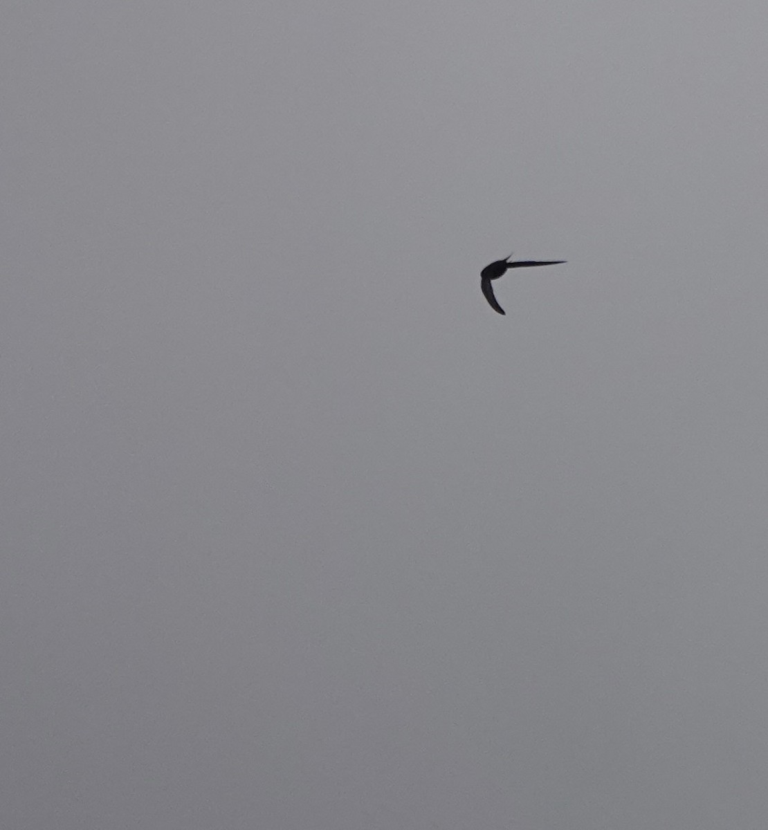 Common Swift - ML641916534