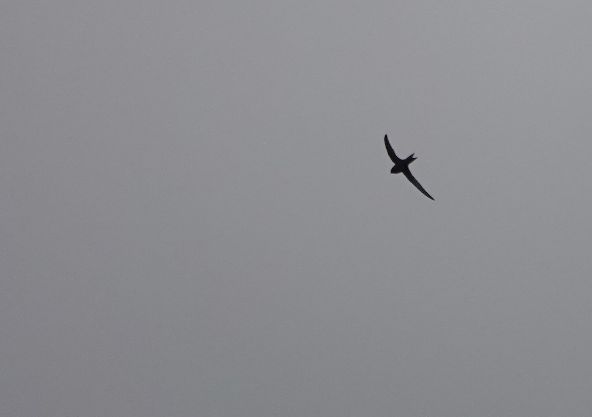 Common Swift - ML641916535