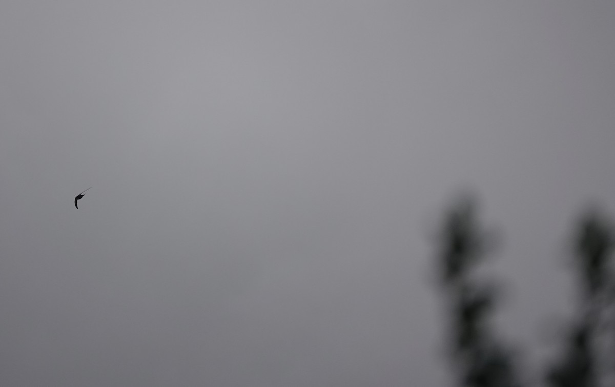 Common Swift - ML641916536