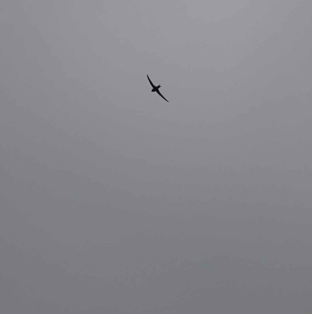 Common Swift - ML641916537