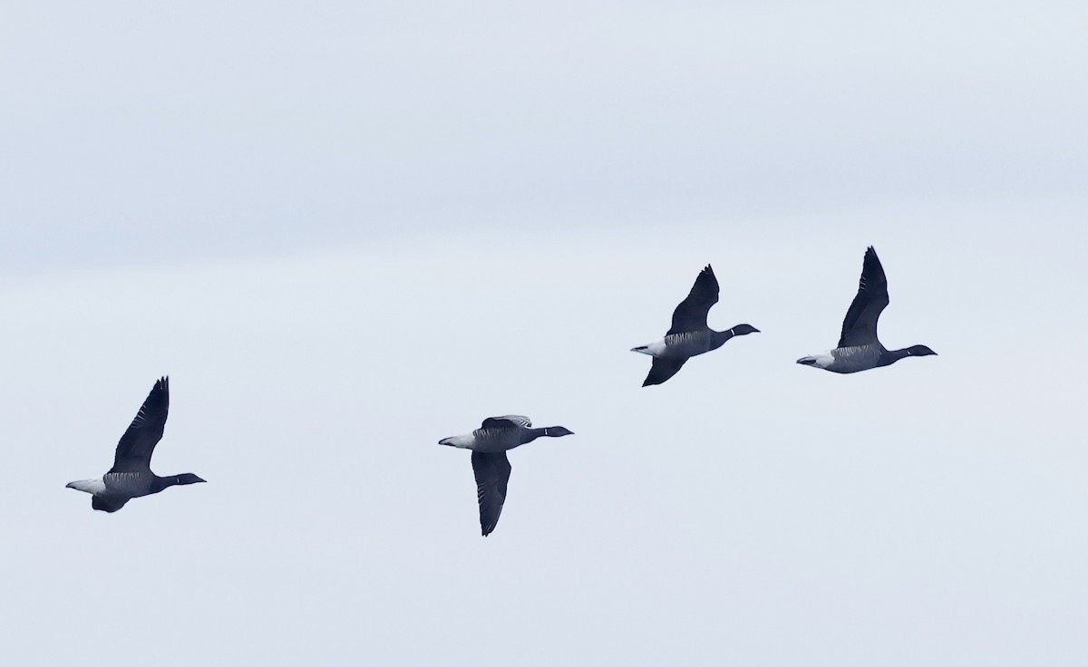 Brant (Dark-bellied) - ML641916544