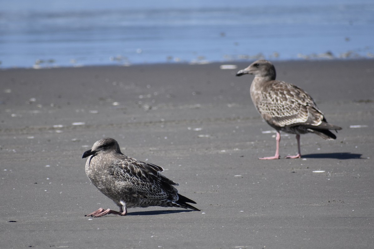 Goéland d'Audubon - ML641916548