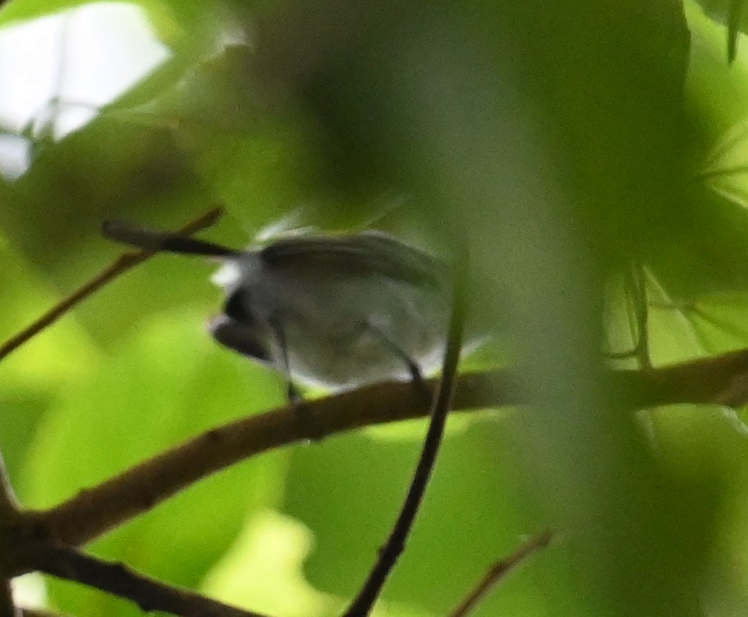 White-browed Gnatcatcher - ML641916549