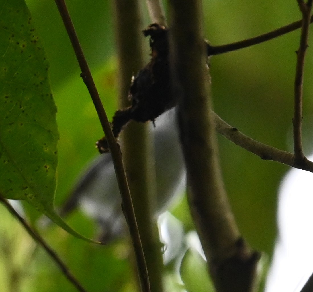 White-browed Gnatcatcher - ML641916550