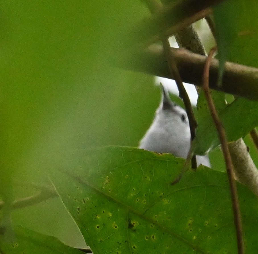 White-browed Gnatcatcher - ML641916551