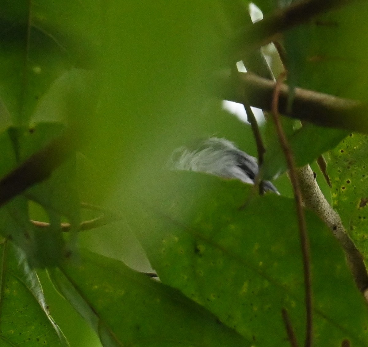 White-browed Gnatcatcher - ML641916552