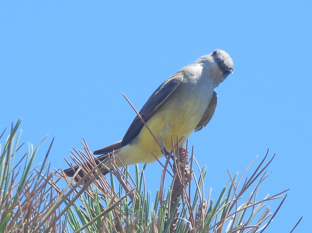 Western Kingbird - ML641916554