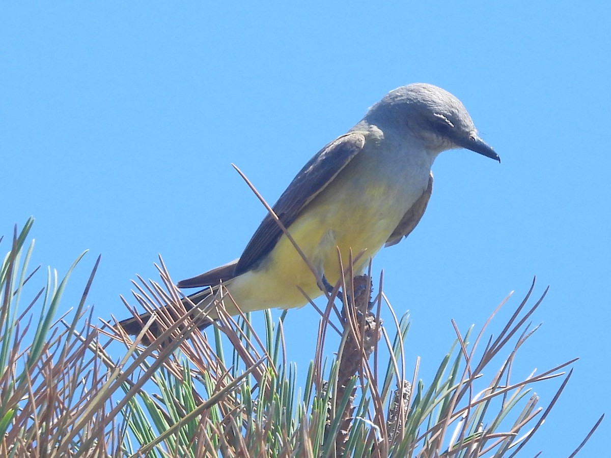 Western Kingbird - ML641916555