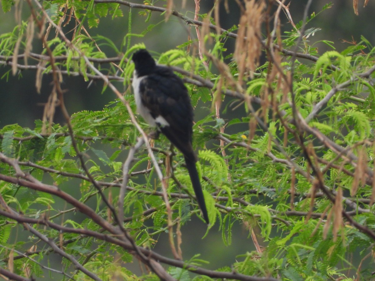 Pied Cuckoo - ML641916558