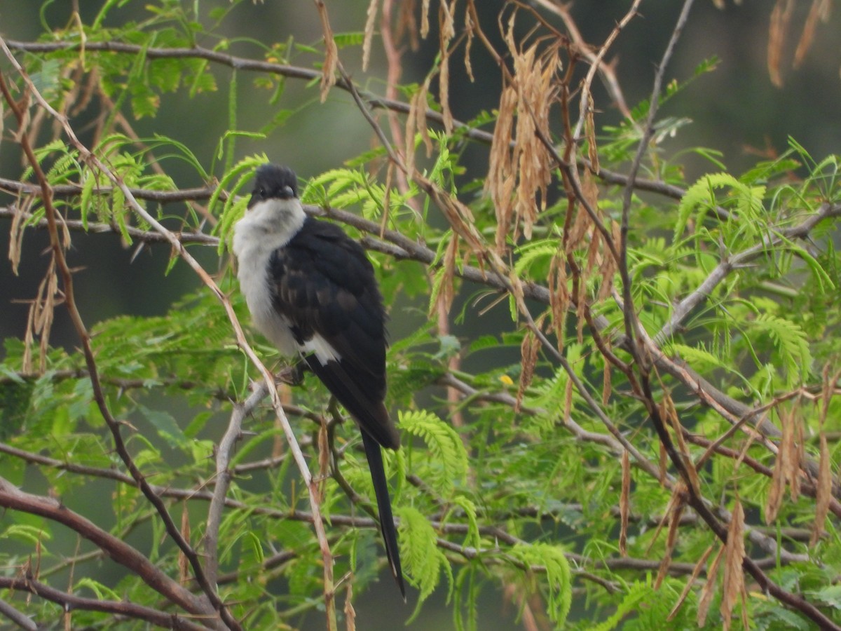 Pied Cuckoo - ML641916559