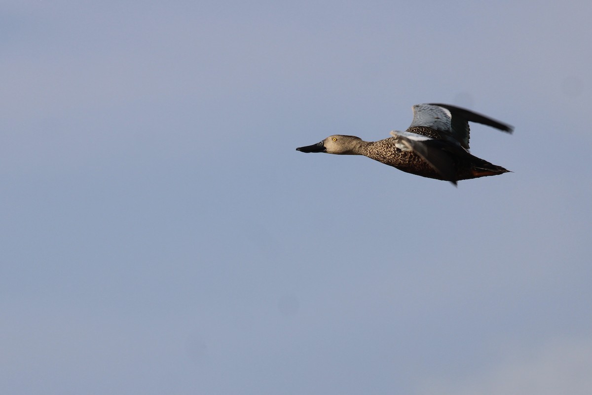 Cape Shoveler - ML641916562