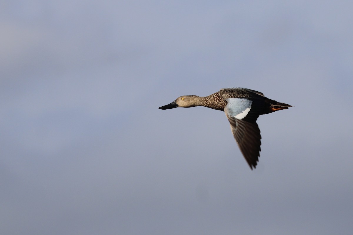 Cape Shoveler - ML641916563