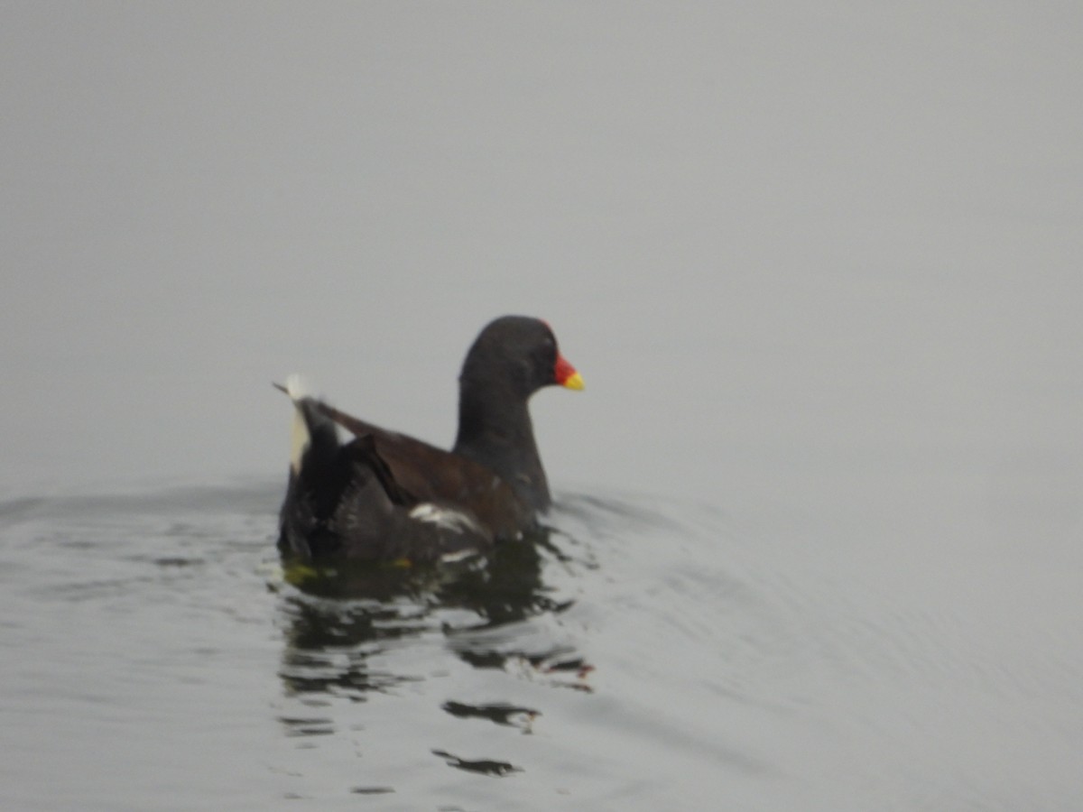 Eurasian Moorhen - ML641916571