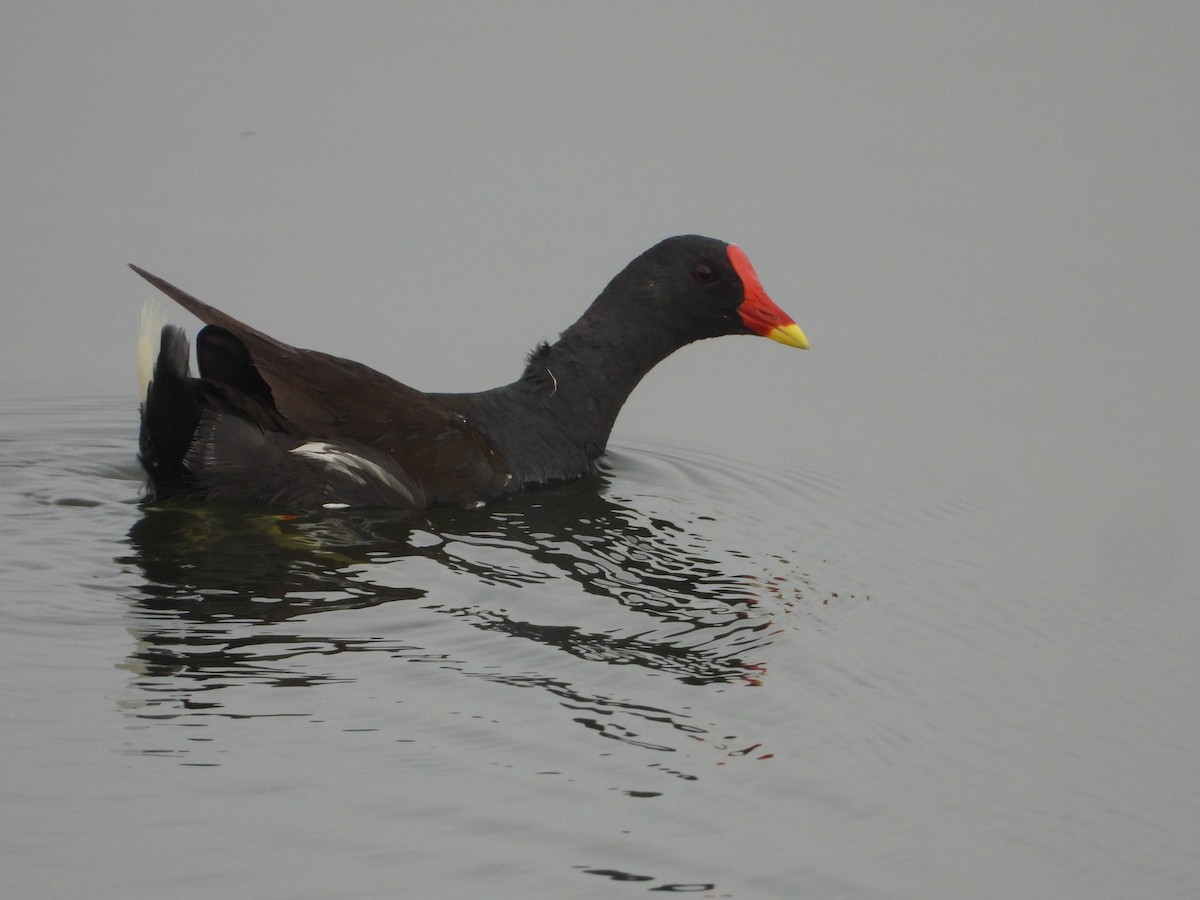 Eurasian Moorhen - ML641916572
