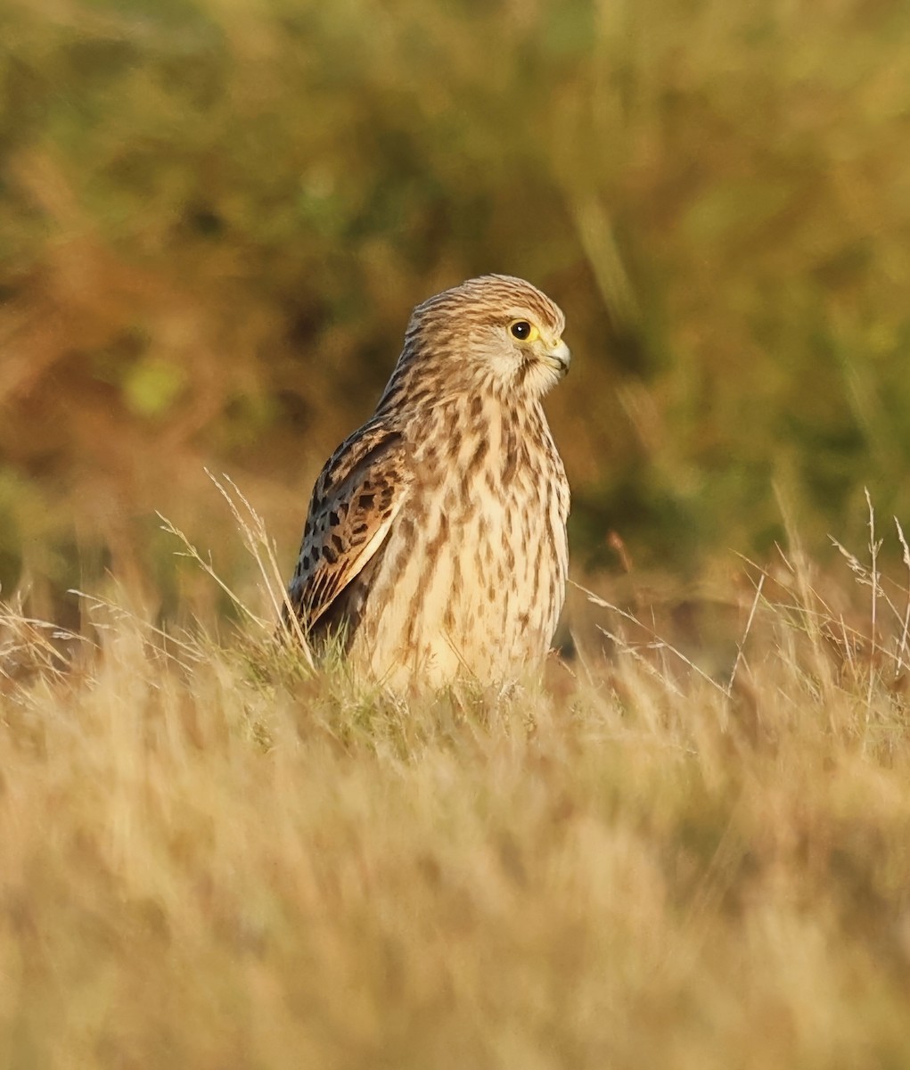 Belatz txikia (eurasiarra) - ML641916575