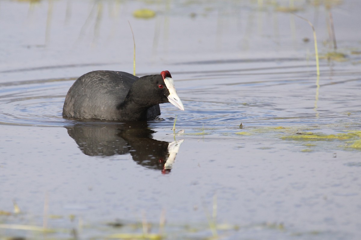 Red-knobbed Coot - ML641916576