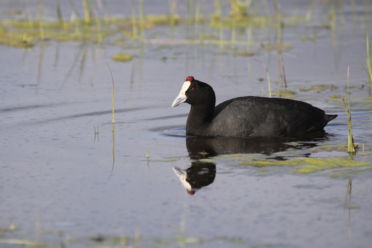 Red-knobbed Coot - ML641916577