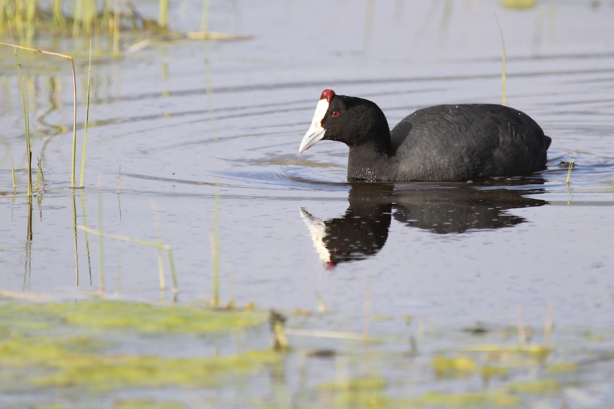 Red-knobbed Coot - ML641916578