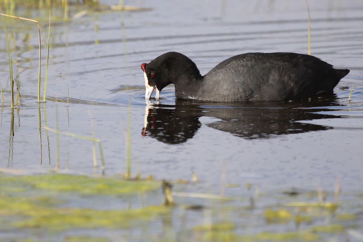 Red-knobbed Coot - ML641916579