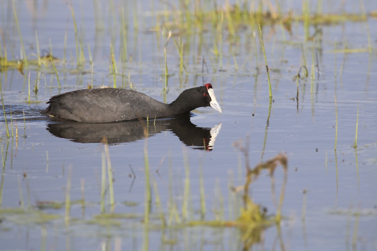 Red-knobbed Coot - ML641916580