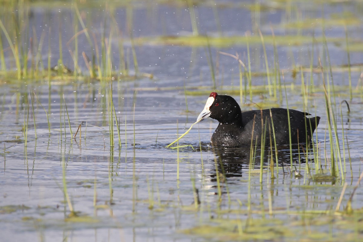 Red-knobbed Coot - ML641916581