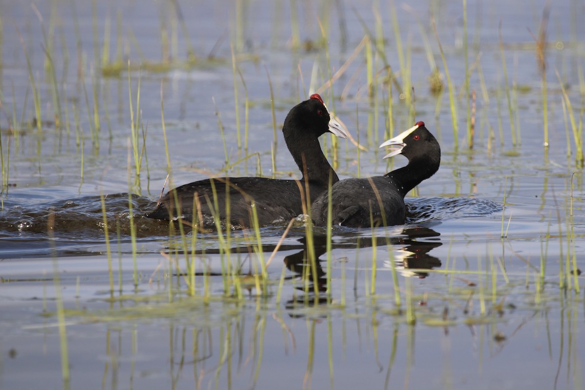 Red-knobbed Coot - ML641916582