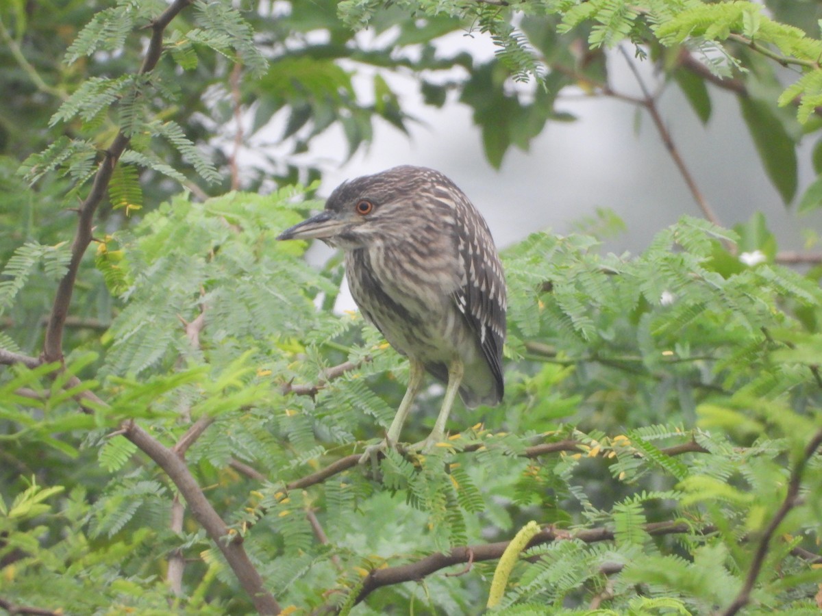 Black-crowned Night Heron - ML641916589