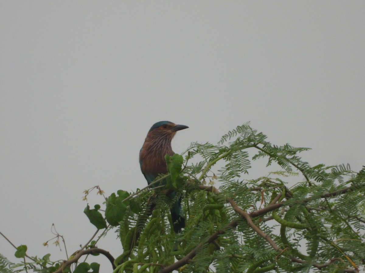 Indian Roller - ML641916623