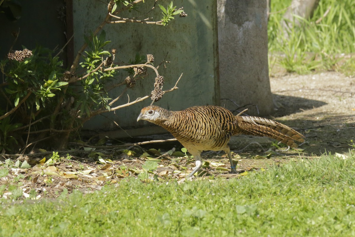 Ring-necked Pheasant - ML641916628
