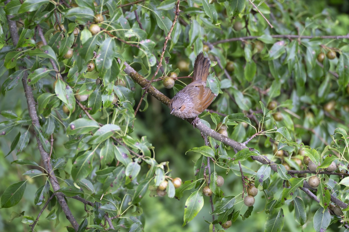 Streaked Laughingthrush - ML641916631