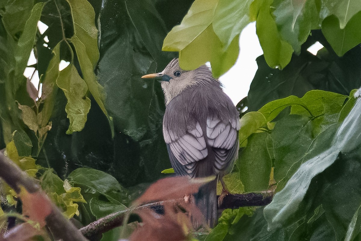 gråhodestær - ML641916634