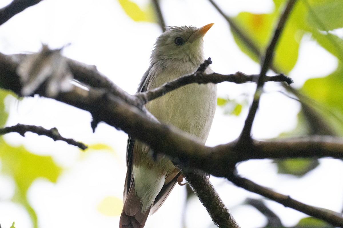 gråhodestær - ML641916635