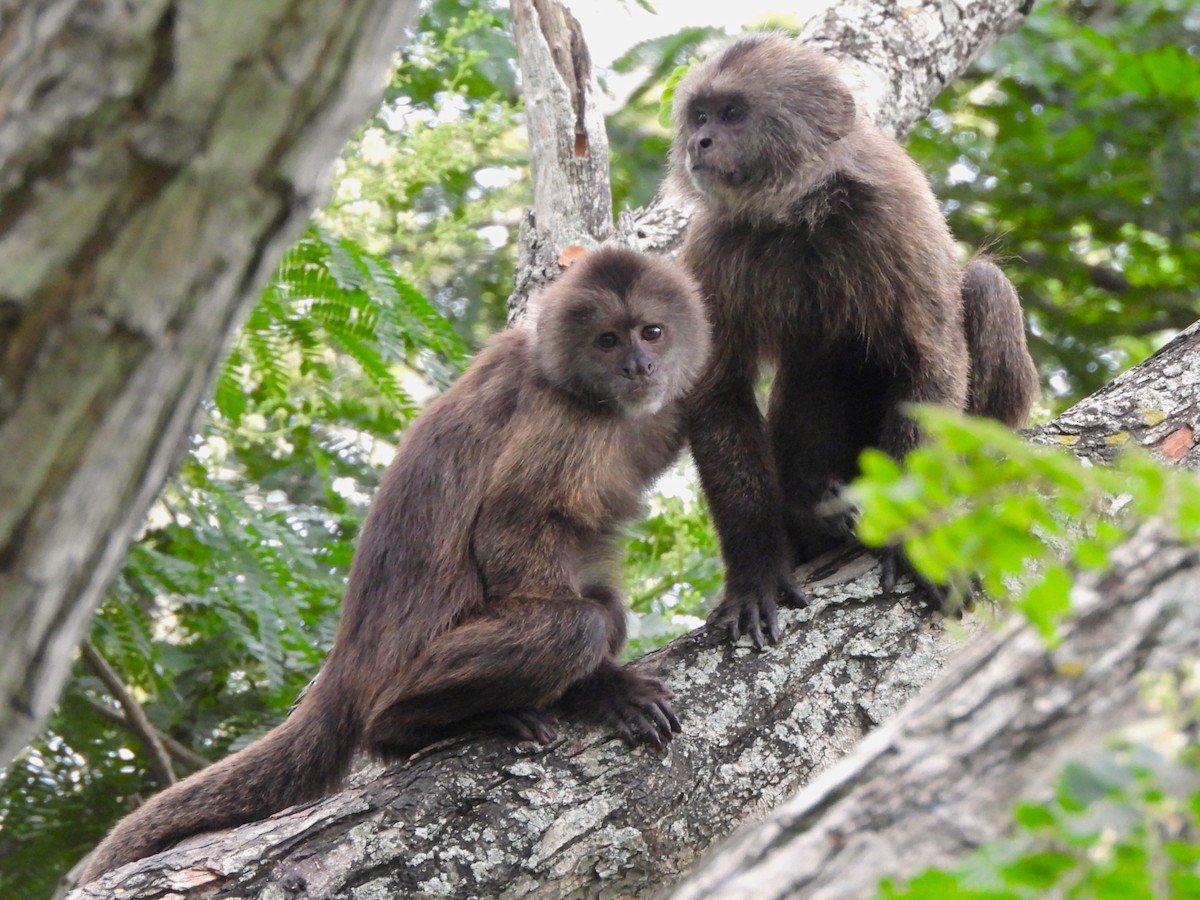 Animals - ML641916636