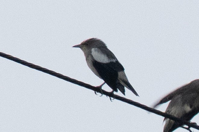 hvitskulderstær - ML641916641