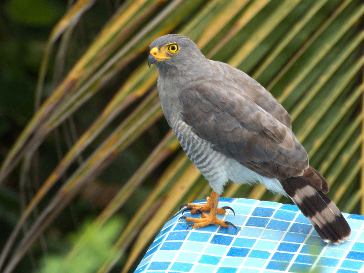 Roadside Hawk - ML641916645
