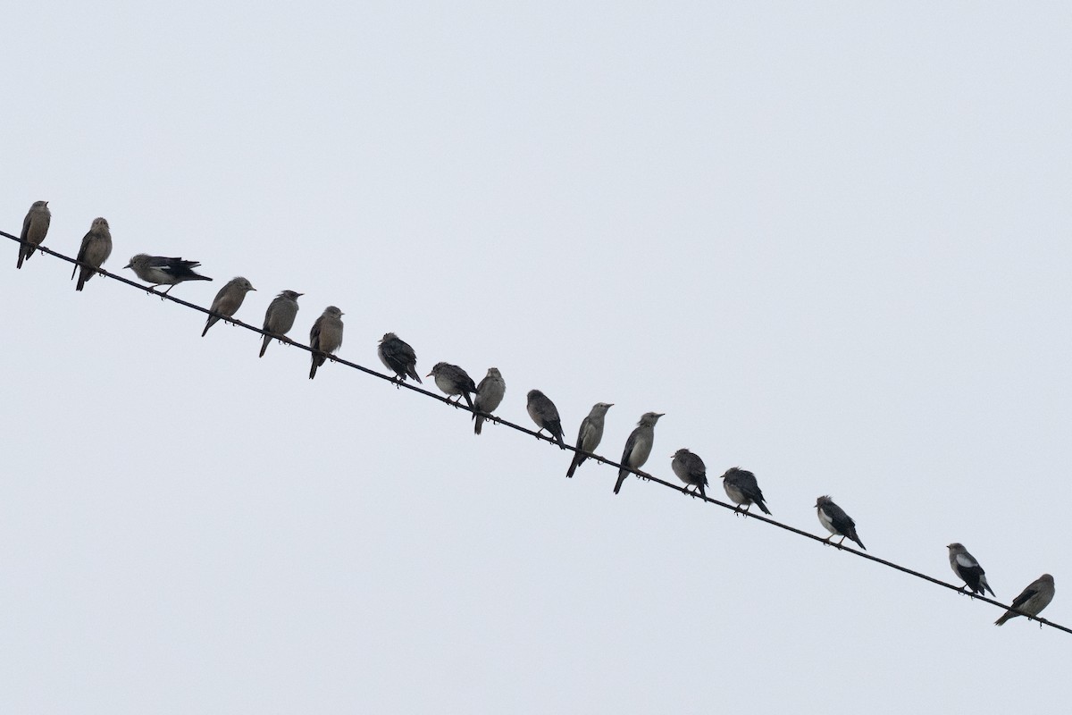 gråhodestær - ML641916647