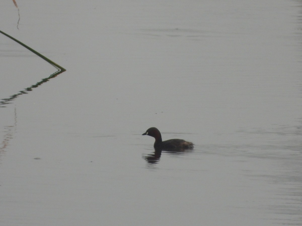 Little Grebe - ML641916648