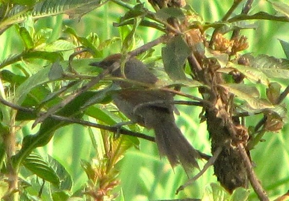 Пію аргентинський - ML641916659