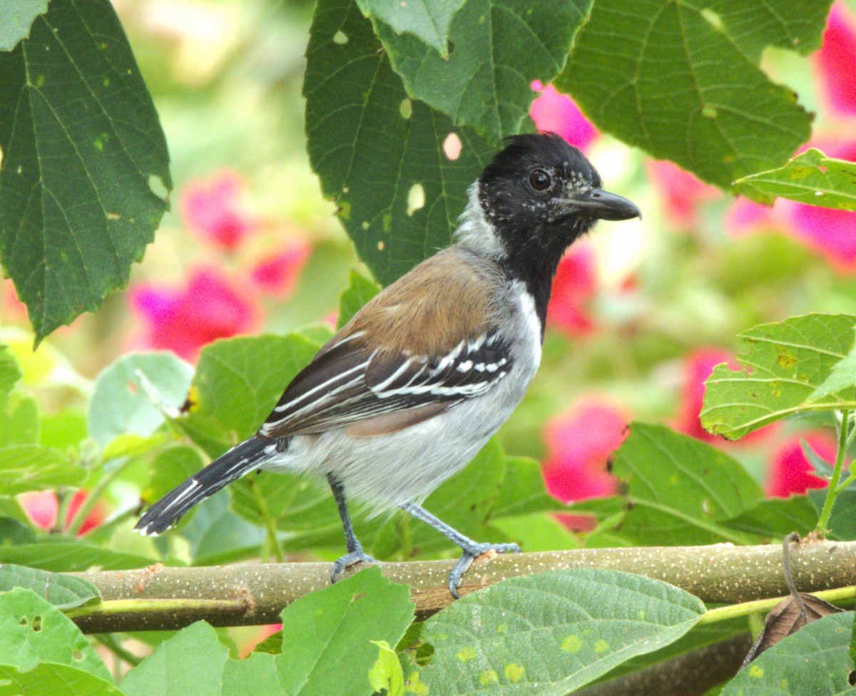 Black-crested Antshrike - ML641916660