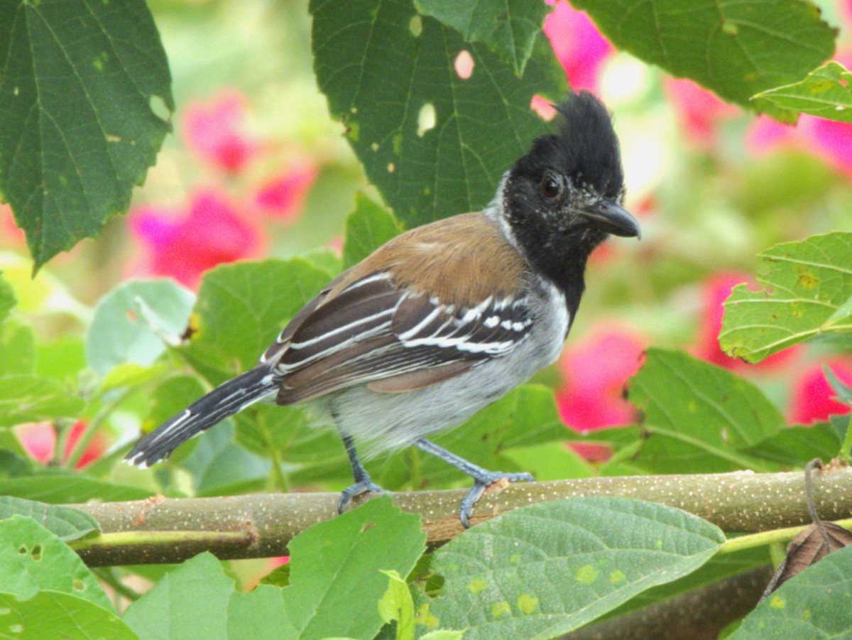 Black-crested Antshrike - ML641916663
