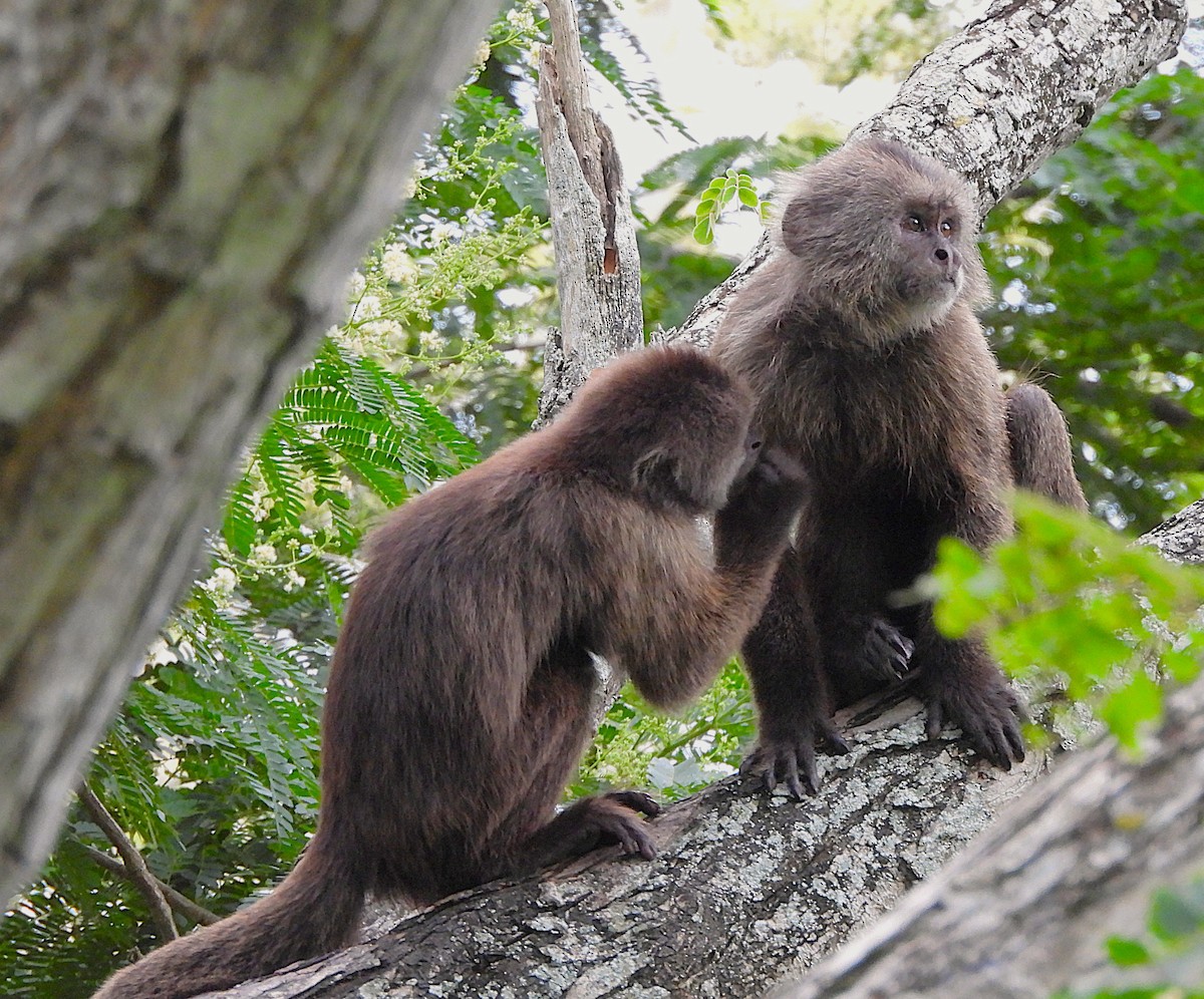 Animals - ML641916684