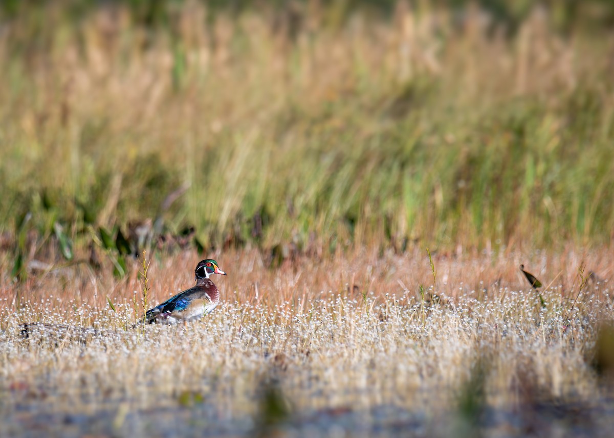 Wood Duck - ML641916693